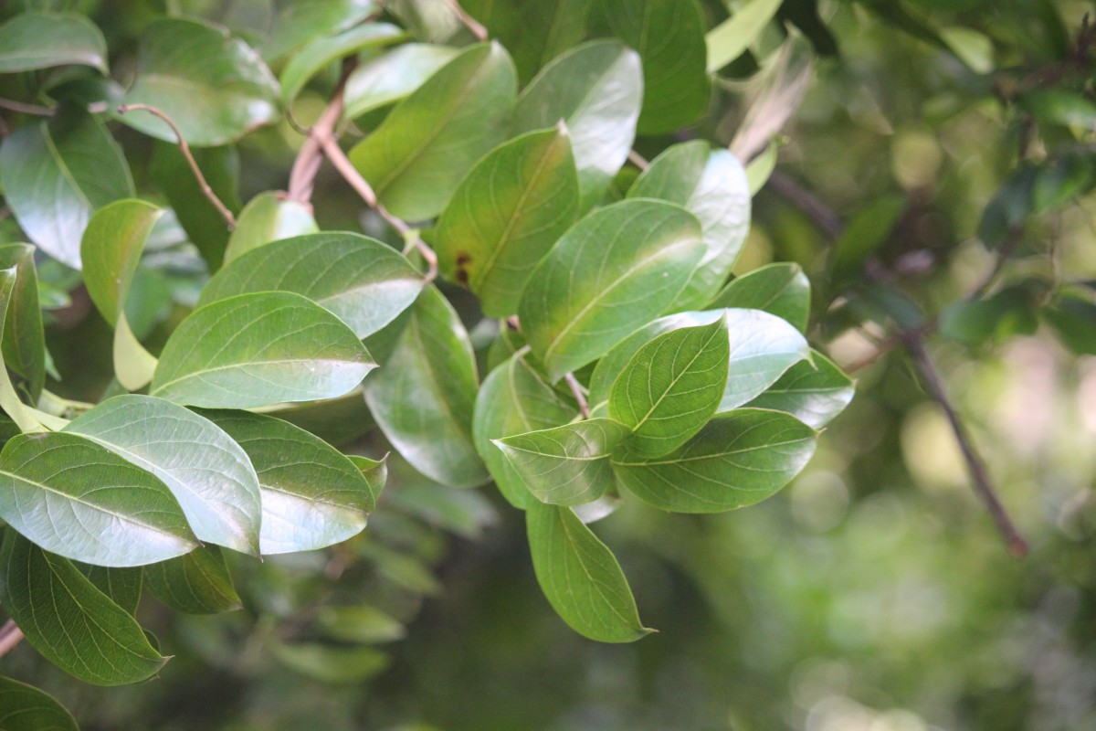 Aganosma cymosa (Roxb.) G.Don